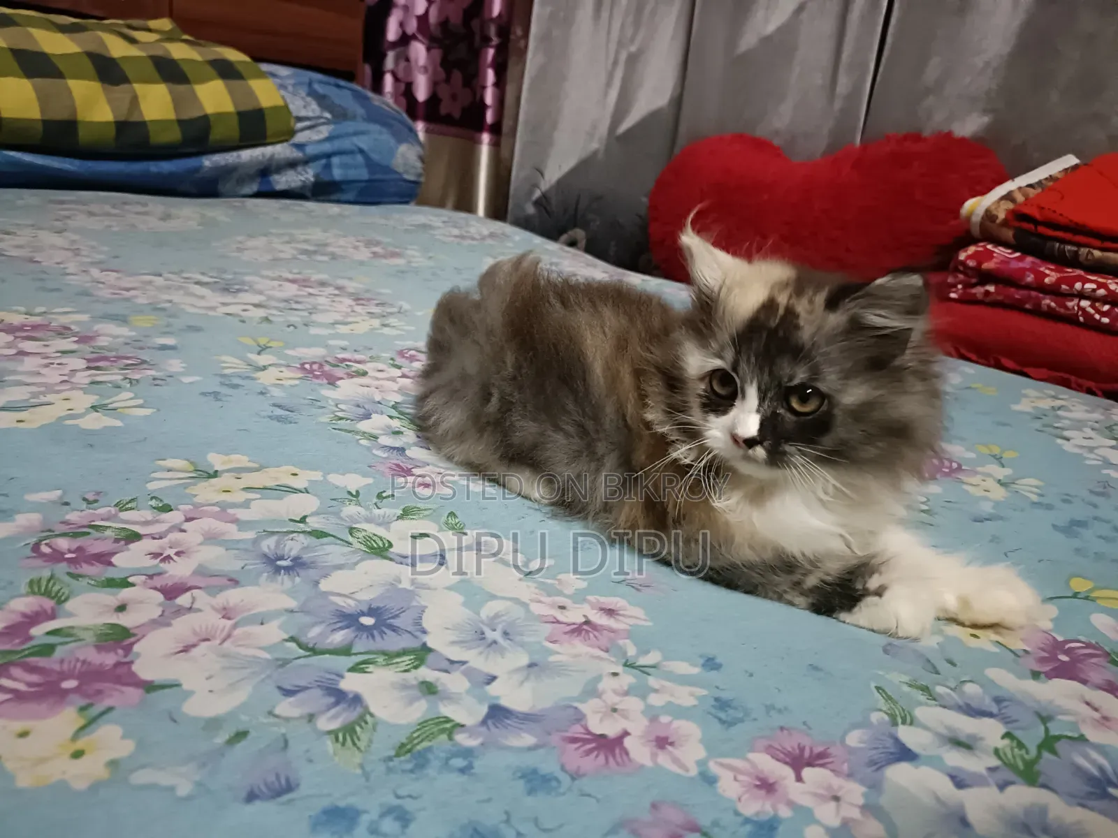 1-3 Months Female Purebred Persian