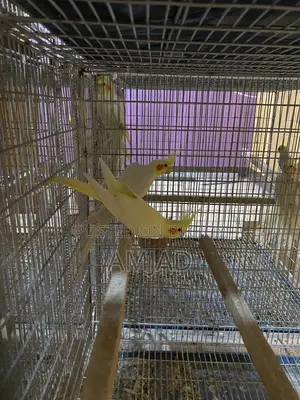Cockatiel Breeding Pair