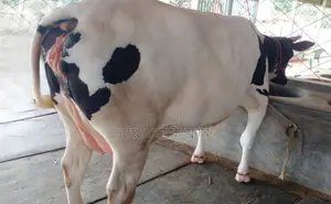 ১২৮১নং ভালো জাতের গাভী ।