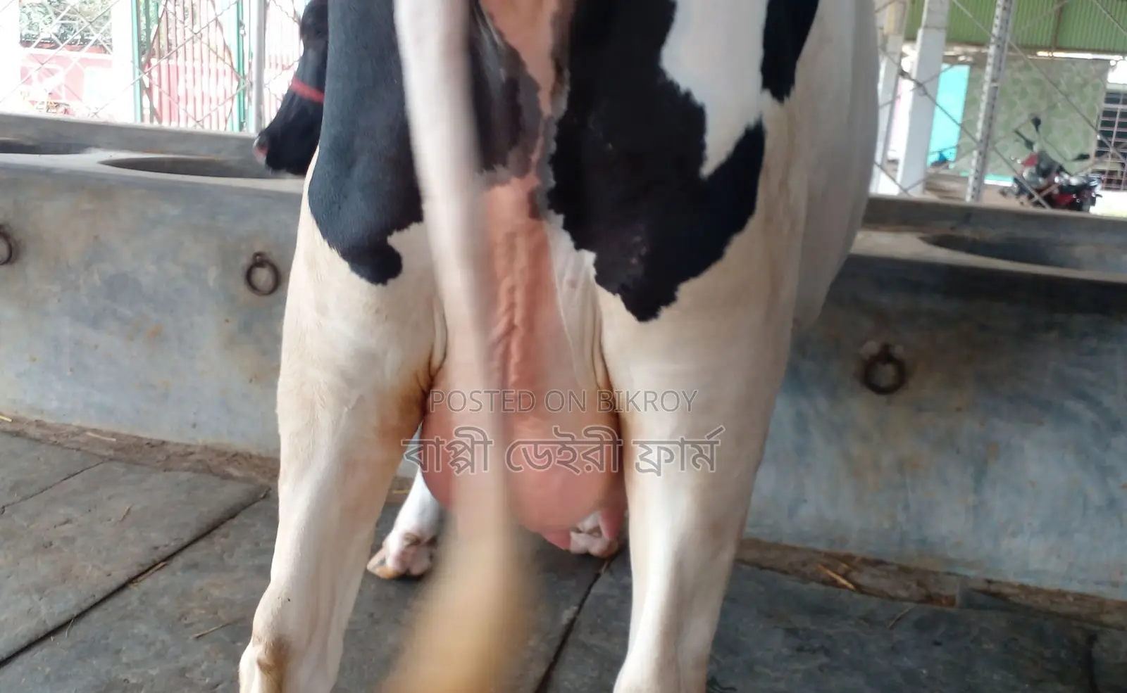 ১২৮১নং ভালো জাতের গাভী ।