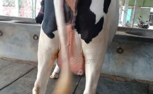 ১২৮১নং ভালো জাতের গাভী ।