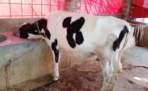 ১২৮২নং উন্নত জাতের বকনা বাছুর ।