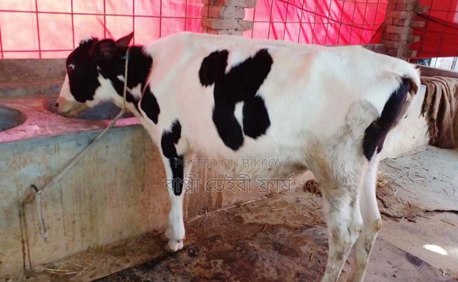 ১২৮২নং উন্নত জাতের বকনা বাছুর ।