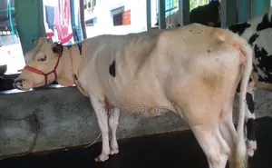 ১২৮৩নং উন্নত জাতের বকনা বিক্রয় হবে ।
