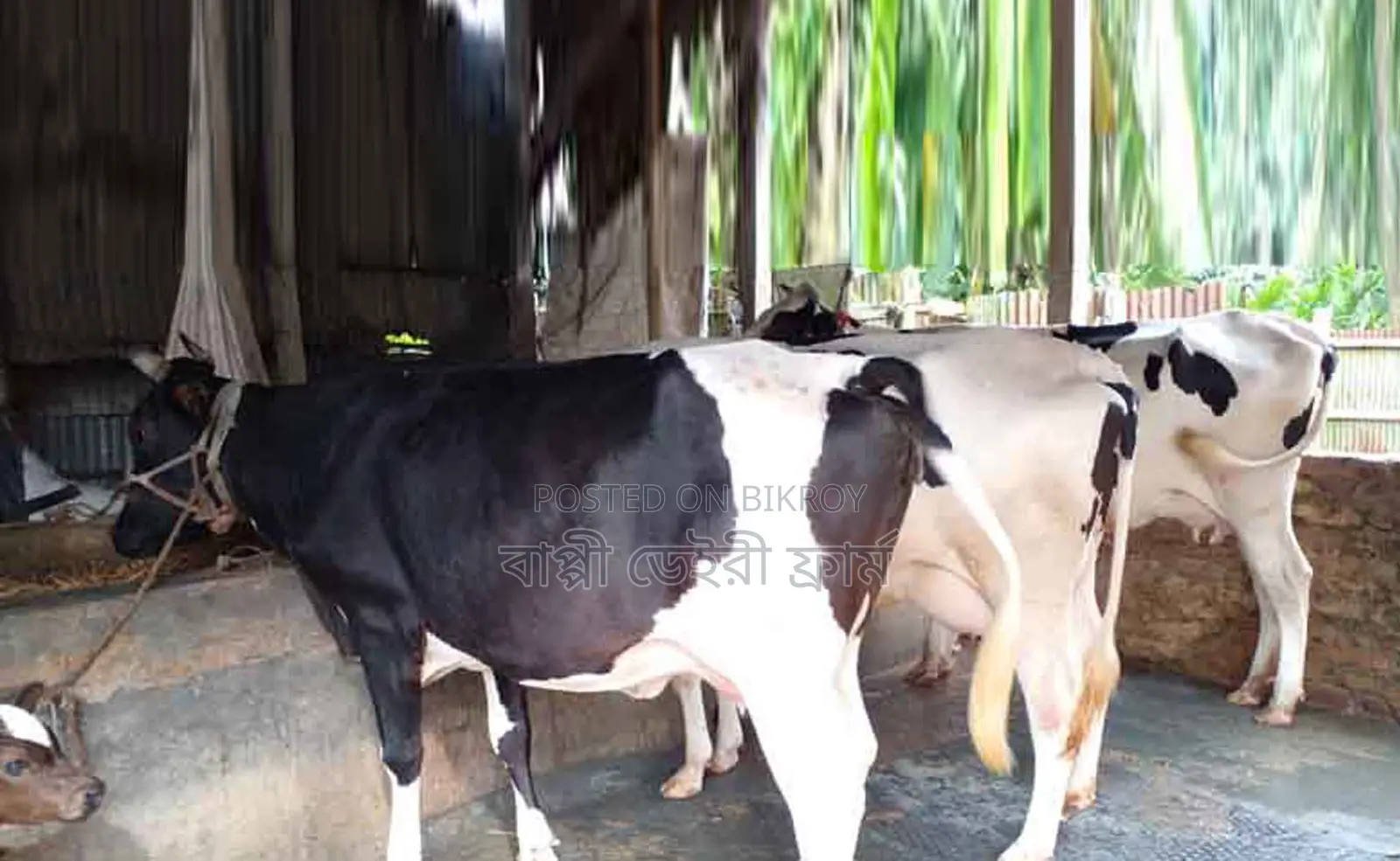 1284 No. 3 Cows of Improved Selected Good Breeds for Sale.