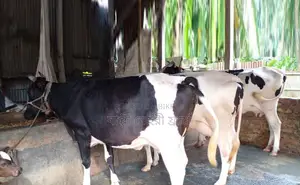 1284 No. 3 Cows of Improved Selected Good Breeds for Sale.