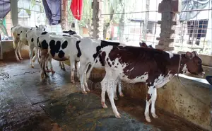 ১২৮৫ নং উন্নত জাতের ৫টি বকনা বিক্রয় হবে ।