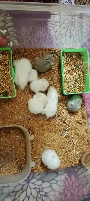 Russian Dwarf Hamster