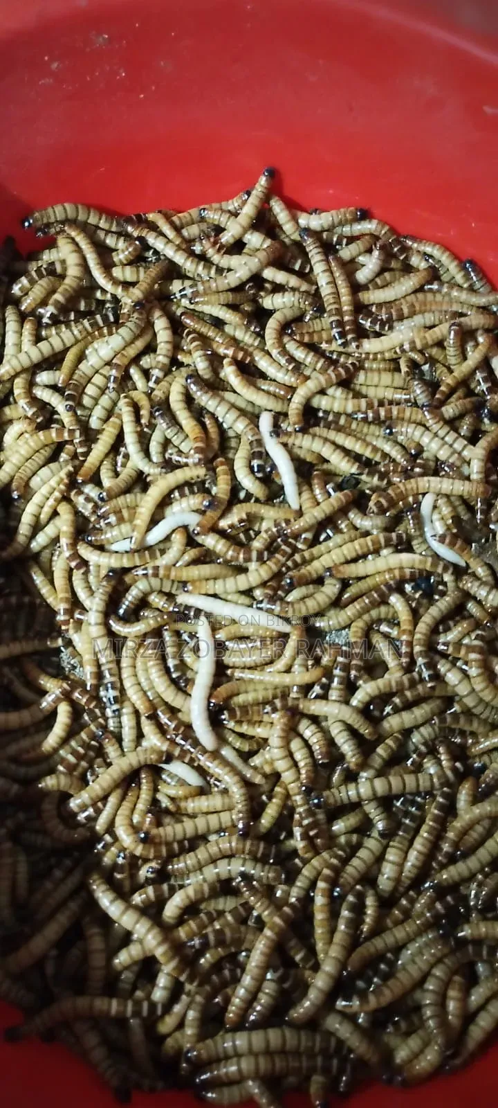 বিটল পোকার মাদার,লারভা,পিউপা