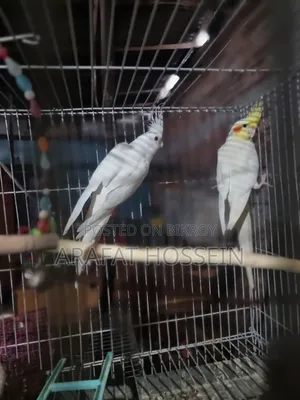 ককাটেল অ্যাডাল্ট জোড়া