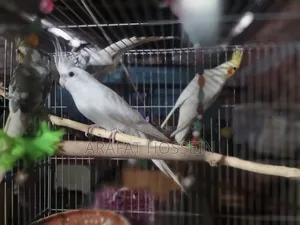 ককাটেল অ্যাডাল্ট জোড়া