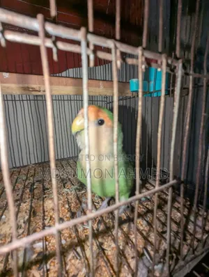 Tame Love Bird