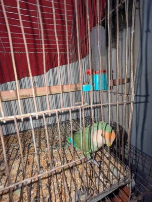 Tame Love Bird