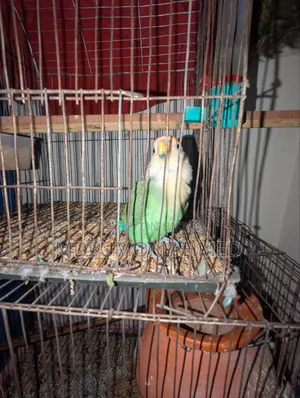 Tame Love Bird