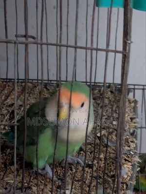 Tame Love Bird