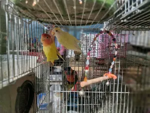 লাভ বার্ড জোরা