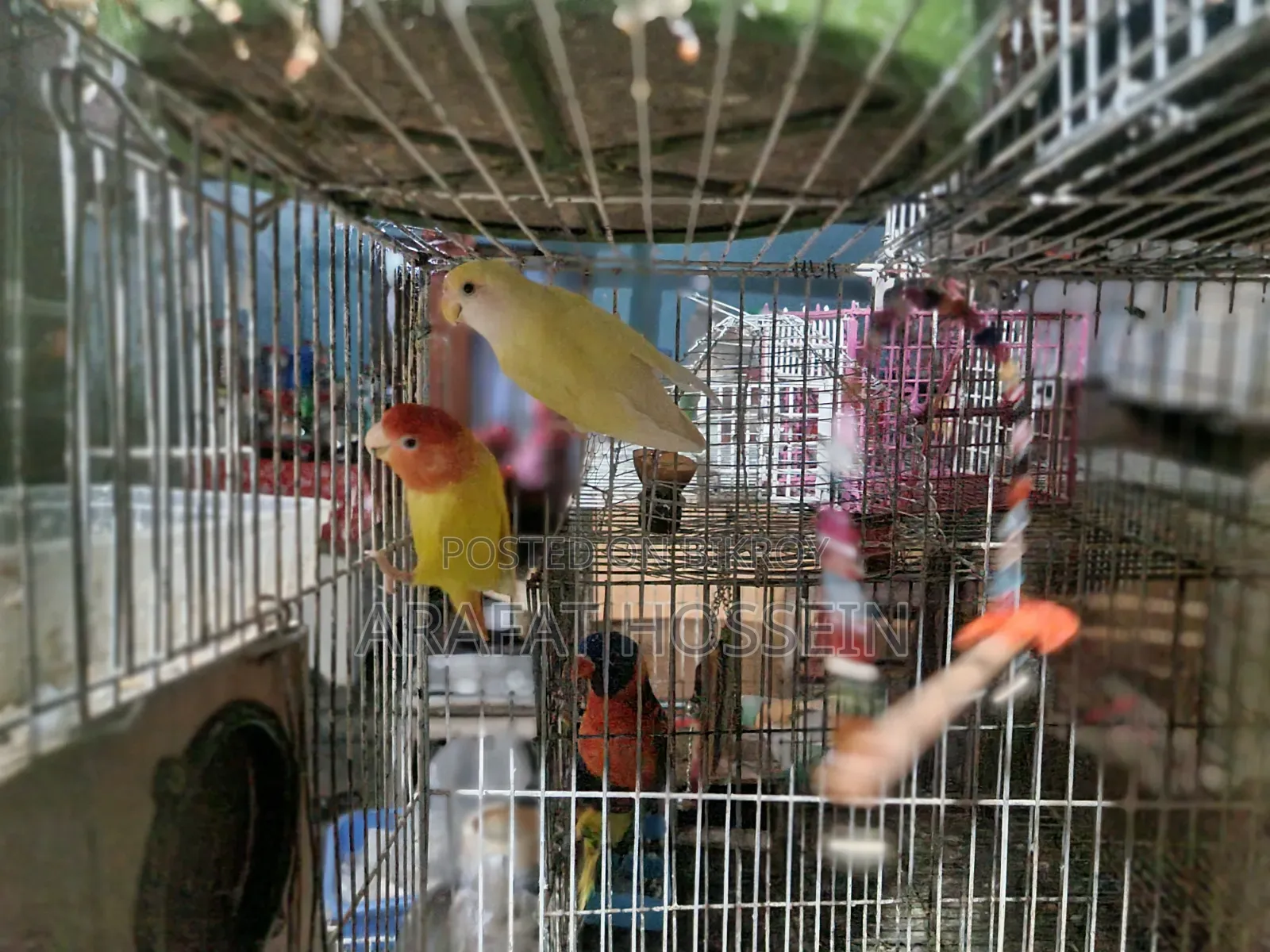 লাভ বার্ড জোরা