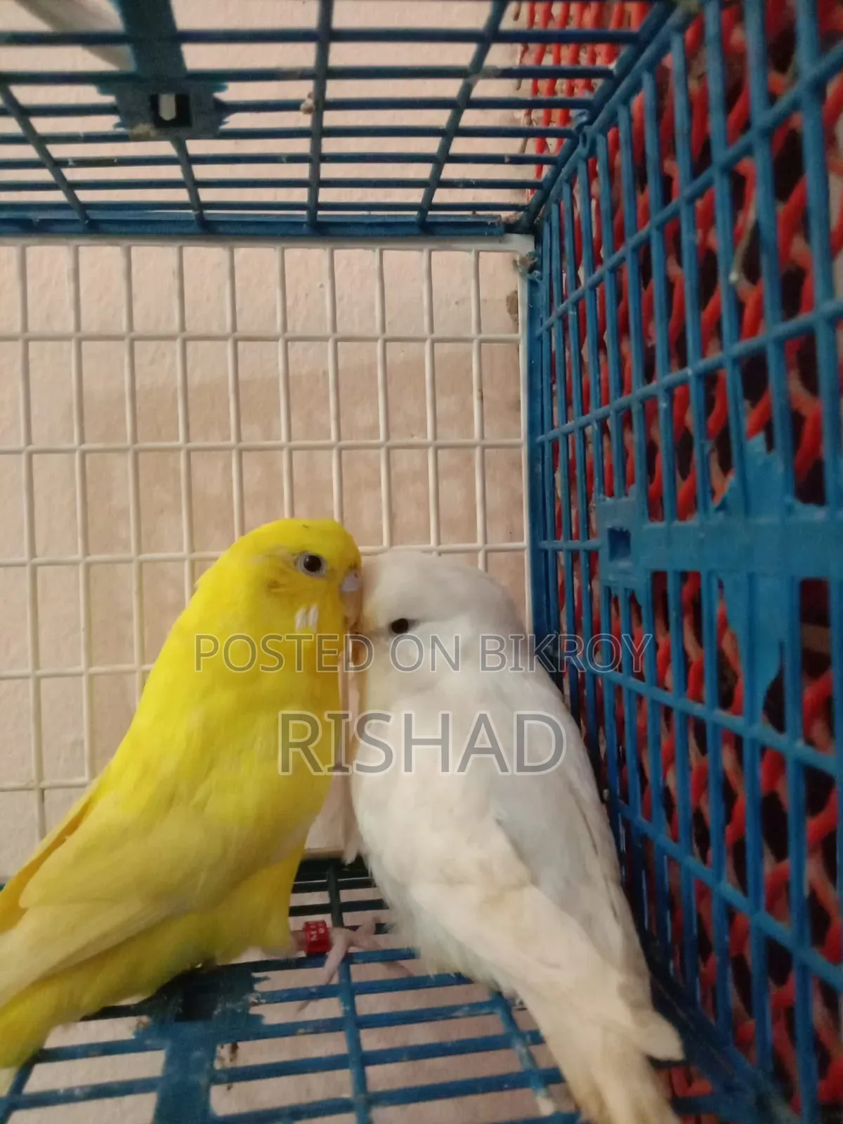 English and Exhibition বাজারিকা পাখি