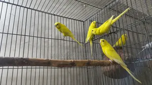 Budgerigar Bird