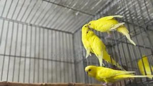 বাজরিগার পাখি