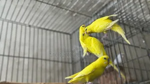 বাজরিগার পাখি