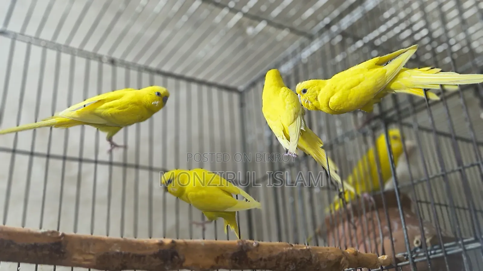 বাজরিগার পাখি