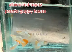 Albino Red Topaz Guppy Fish
