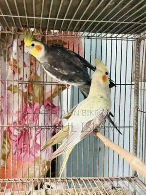 Cockatiel Full Adult Pair