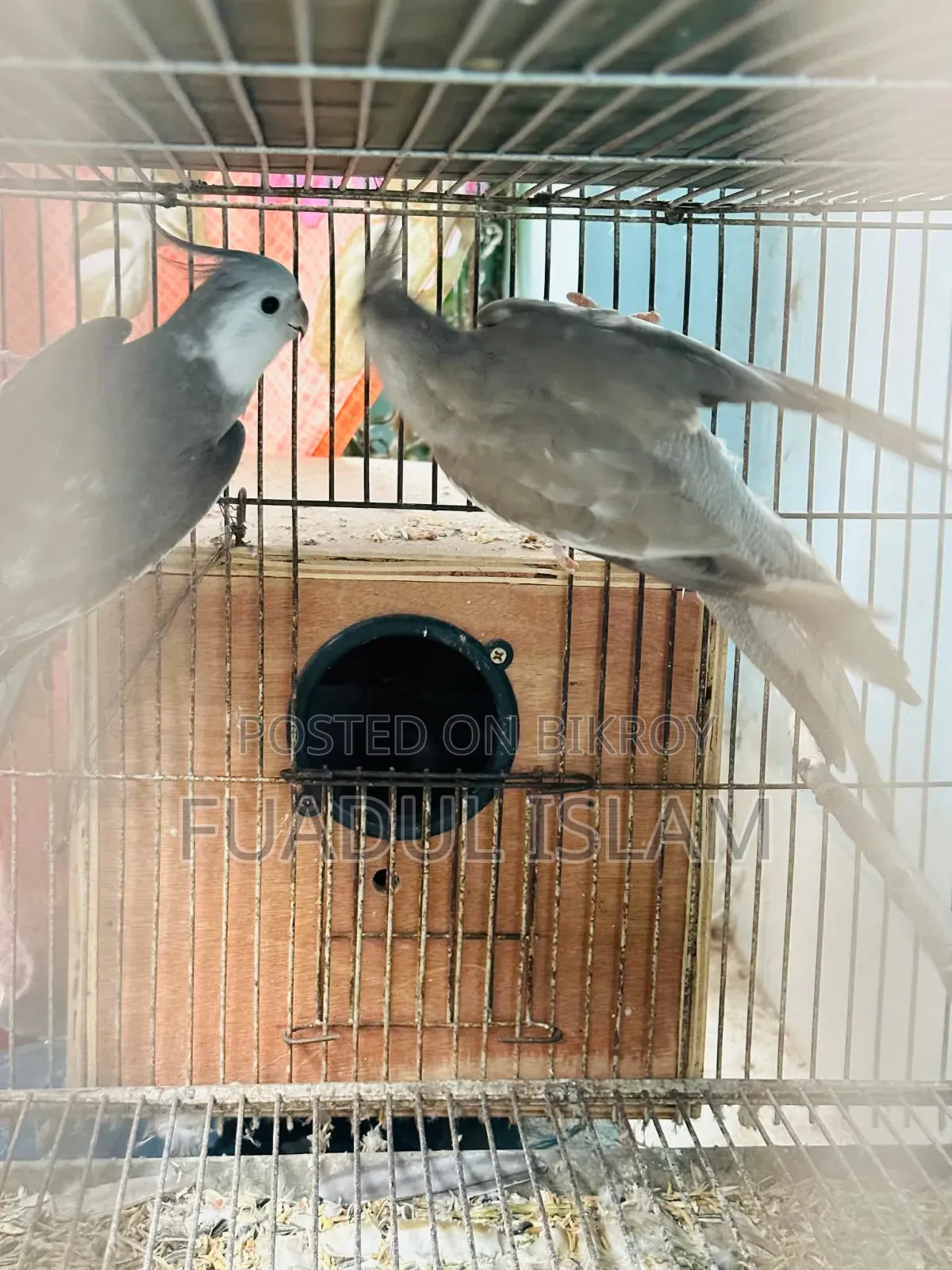 কোকাটেল এডাল্ট পেয়ার