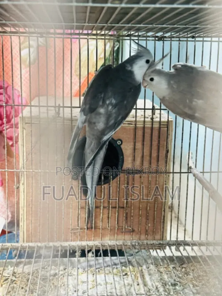 কোকাটেল এডাল্ট পেয়ার