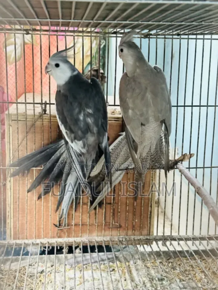 কোকাটেল এডাল্ট পেয়ার