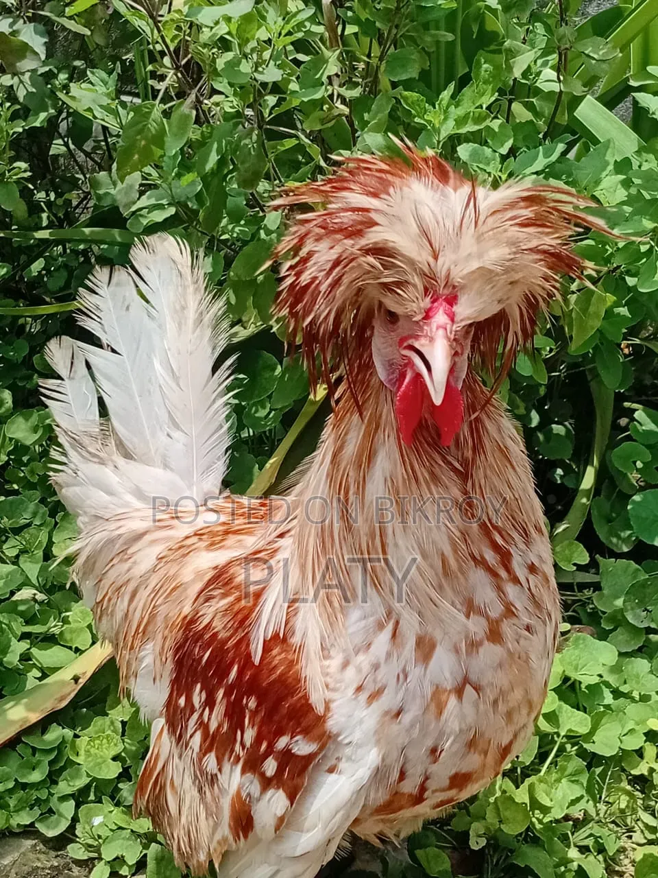 Buff Polish Male New Adult