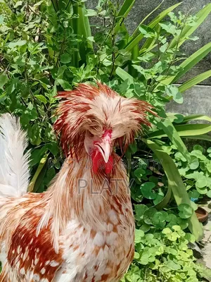 Buff Polish Male New Adult
