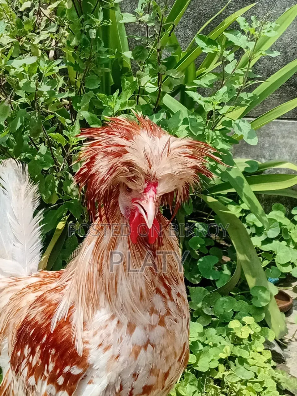 Buff Polish Male New Adult