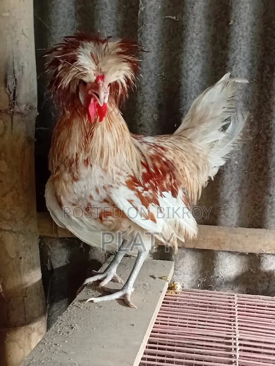 Buff Polish Male New Adult