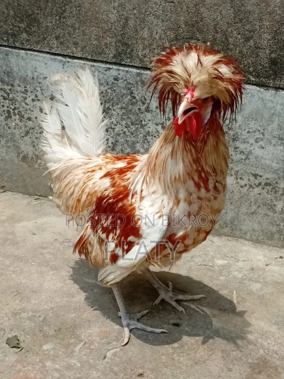 Buff Polish Male New Adult
