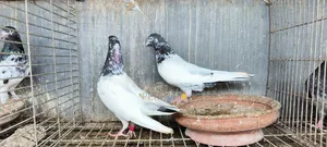 জনসির, সাকি, সালেড়া পাকিস্তান টেডি কবুতর