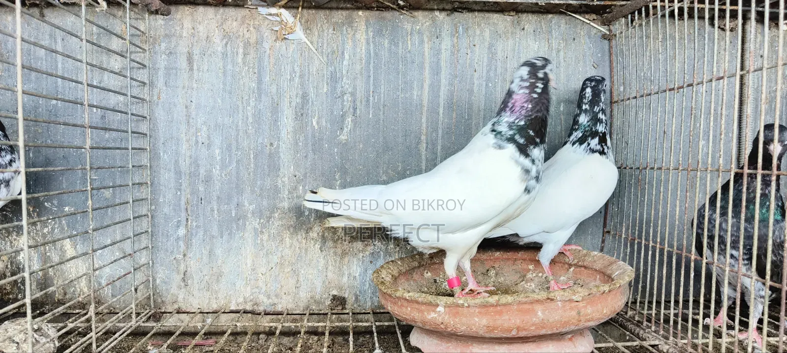 জনসির, সাকি, সালেড়া পাকিস্তান টেডি কবুতর