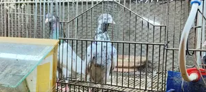জনসির, সাকি, সালেড়া পাকিস্তান টেডি কবুতর
