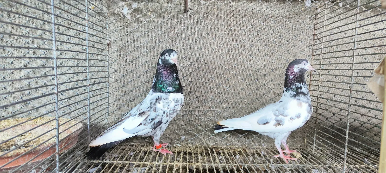 জনসির, সাকি, সালেড়া পাকিস্তান টেডি কবুতর
