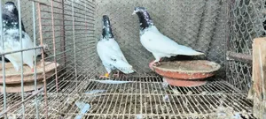 জনসির, সাকি, সালেড়া পাকিস্তান টেডি কবুতর