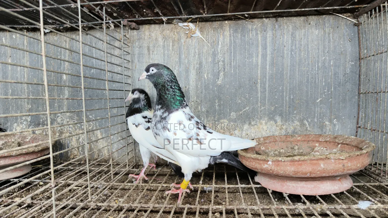 জনসির, সাকি, সালেড়া পাকিস্তান টেডি কবুতর