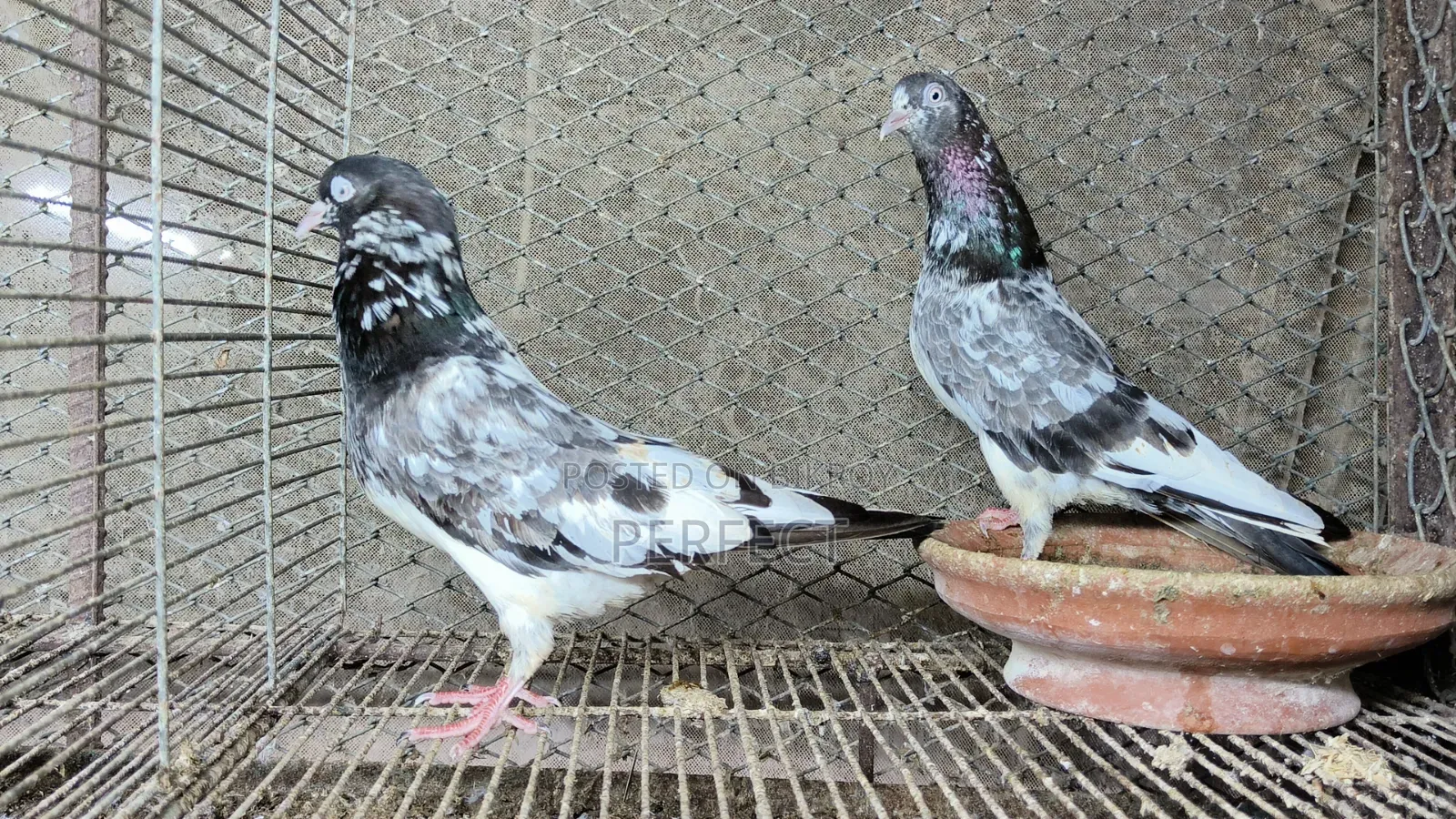 জনসির, সাকি, সালেড়া পাকিস্তান টেডি কবুতর