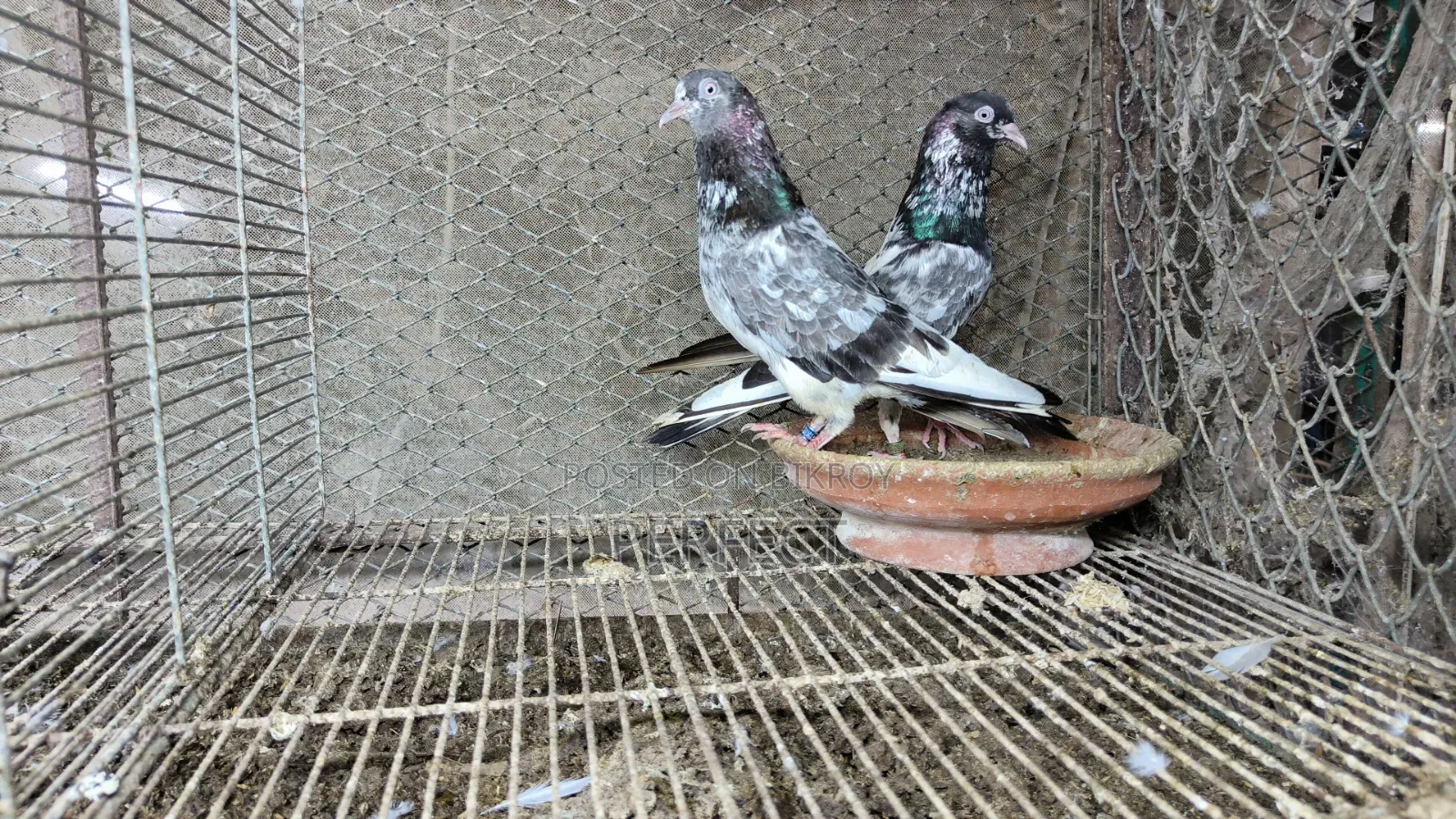 জনসির, সাকি, সালেড়া পাকিস্তান টেডি কবুতর