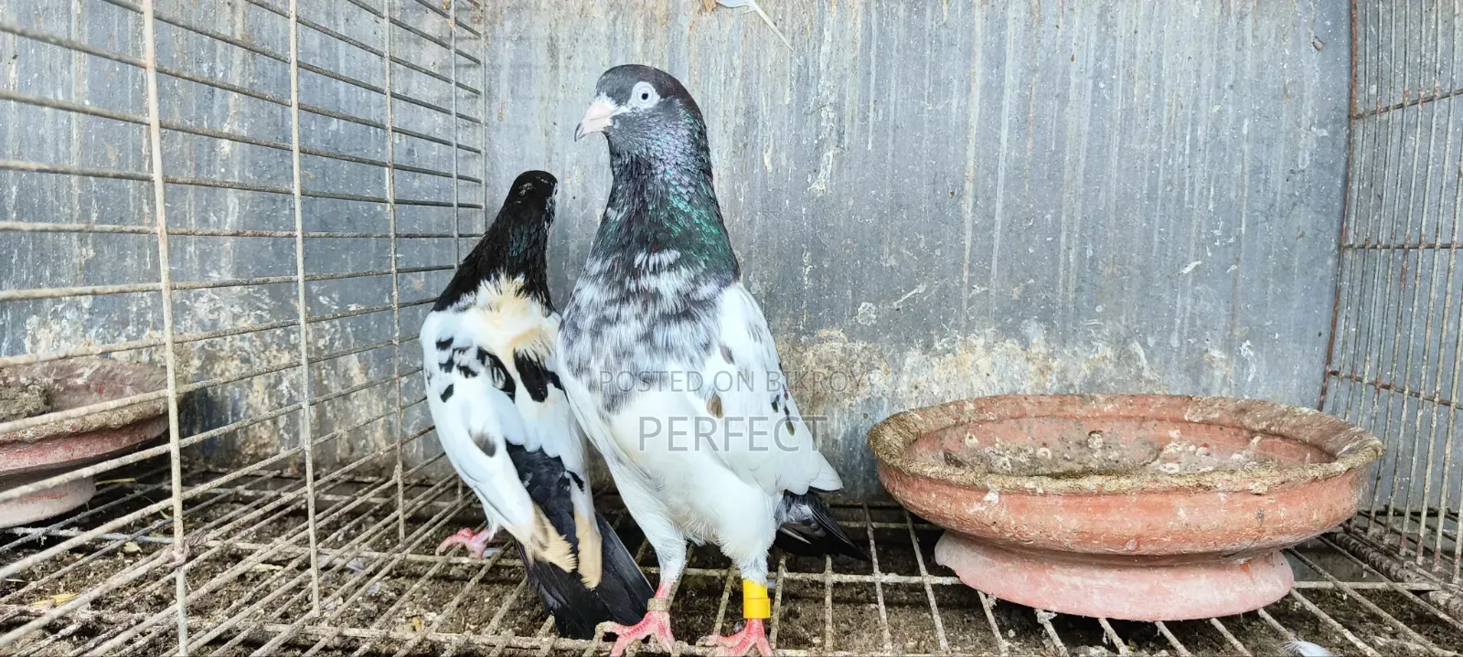 জনসির, সাকি, সালেড়া পাকিস্তান টেডি কবুতর