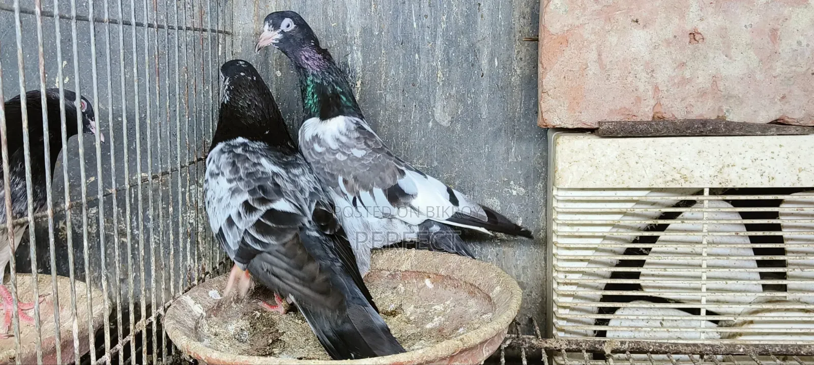 জনসির, সাকি, সালেড়া পাকিস্তান টেডি কবুতর
