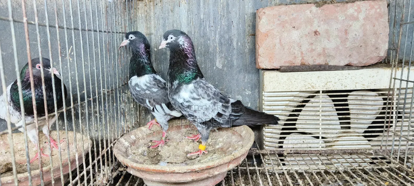 জনসির, সাকি, সালেড়া পাকিস্তান টেডি কবুতর