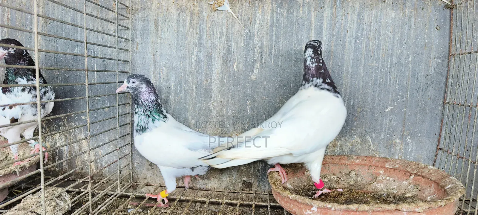 জনসির, সাকি, সালেড়া পাকিস্তান টেডি কবুতর