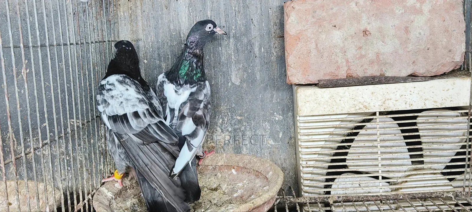 জনসির, সাকি, সালেড়া পাকিস্তান টেডি কবুতর