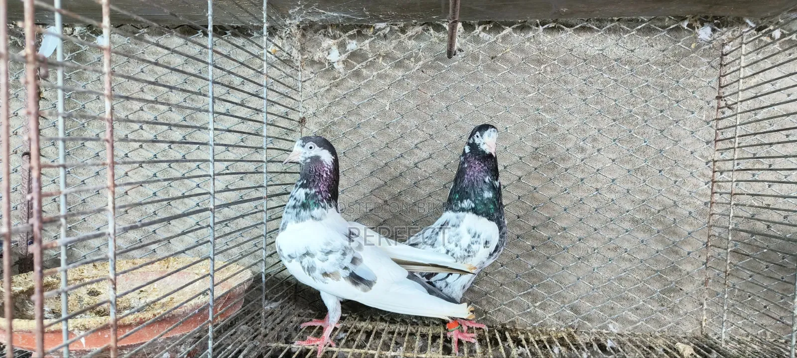 জনসির, সাকি, সালেড়া পাকিস্তান টেডি কবুতর